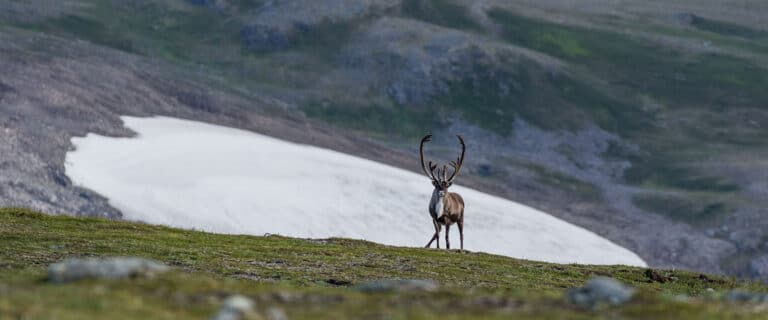 Large caribou