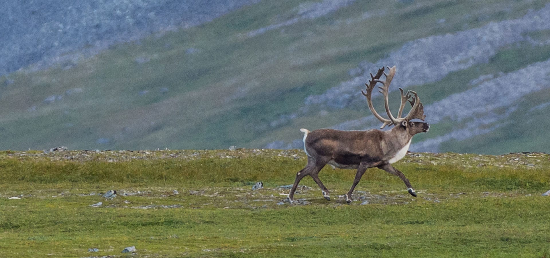 Caribou